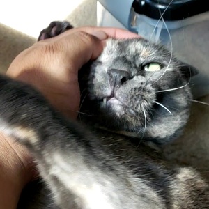 Fundraising Page: Joseph Nolan